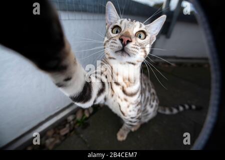 playful curious young black silver tabby rosetted  bengal cat raising paw reaching camera outdoors on balcony looking Stock Photo