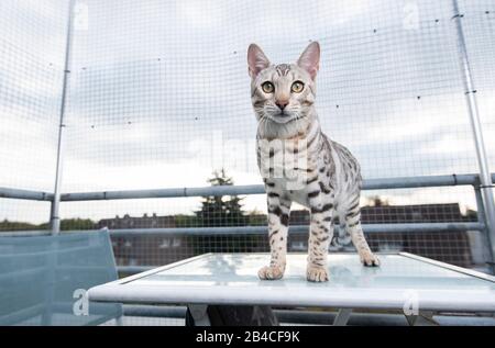 beautiful black silver tabby rosetted bengal cat standing on table on balcony in front of safety net looking at camera Stock Photo