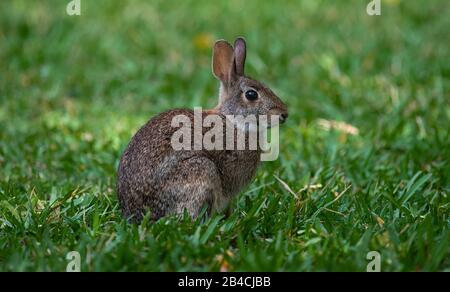 Rabbit resting in the grass Stock Photo