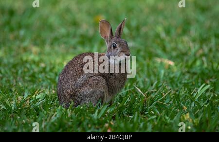 Rabbit resting in the grass Stock Photo