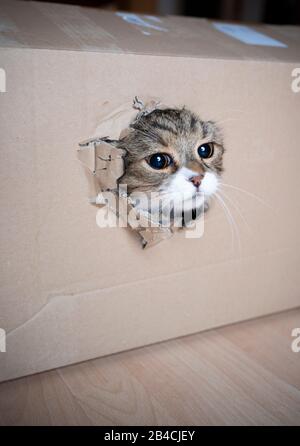 cute tabby white british shorthair cat passing through a narrow hole in cardboard box Stock Photo