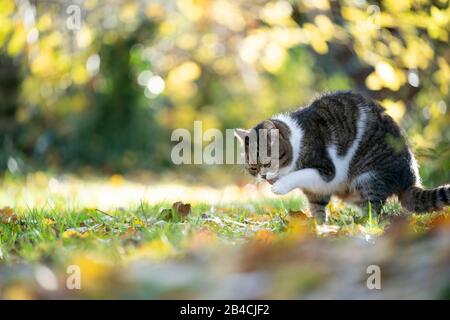 tabby white british shorthair cat grooming outdoors licking paw in the garden Stock Photo