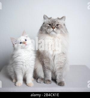 two cats. ragdoll cat and kitten sitting next to each other looking at camera curiously