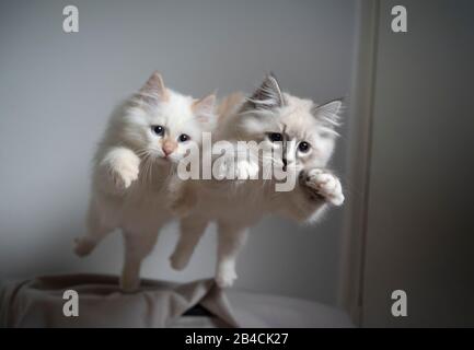 two cute playful ragdoll kittens jumping simultaneously flying in the air playing Stock Photo