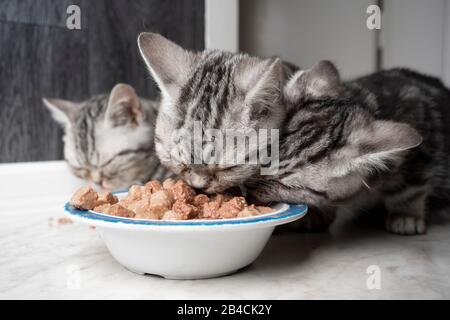 three hungry silver tabby british shorthair cats eating wet pet food from the same feeding dish Stock Photo