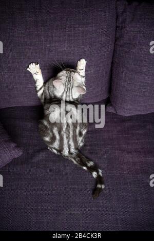 playful silver tabby british shorthait cat scratching purple couch looking up Stock Photo