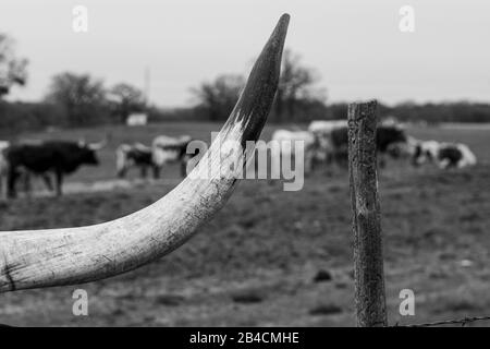 Closeup photo of a single, white Longhorn horn with a black tip showing all the scrapes, scars, and damage from years of use, with a fence post next t Stock Photo