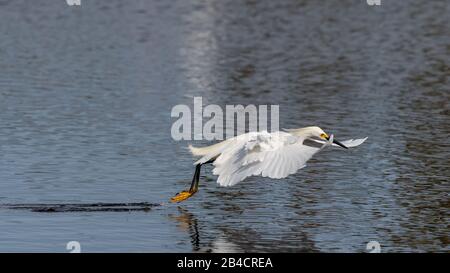 A Snowy Egret (Egretta thula) flying low and dragging feet on the water in the Merritt Island National Wildlife Refuge, Florida, USA. Stock Photo