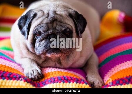 Nice angry dog pug relaxing lazy on a coloured hand made crochet blanket at home Stock Photo
