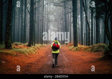 Adventure woman walk alone in the middle of a hgh pine trees forest in autumn season and mist weather feeling - freedom and outdoor leisure activity at the park people concept Stock Photo
