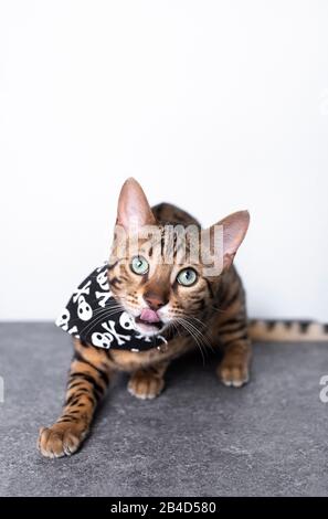 brown spotted tabby bengal kitten standing on concrete floor in front of white wall wearing cat bandana with skull print sticking out tongue