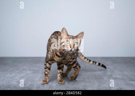 portrait of a playful young bengal cat looking at camera curiously on concrete ground in front of white wall Stock Photo