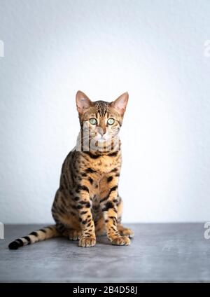 young bengal cat sitting on concrete floor in front of white wall looking at camera Stock Photo