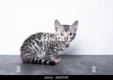 side view of 8 week old black silver tabby rosetted bengal kitten sitting on concrete floor in front of white wall looking at camera Stock Photo
