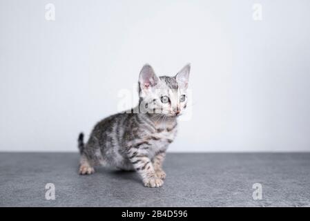 8 week old black silver tabby rosetted bengal kitten standing on concrete floor in front of white wall looking straight ahead Stock Photo