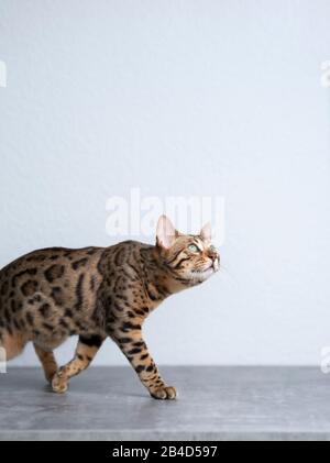 young bengal cat walking on concrete floor in front of white wall looking up curiously Stock Photo