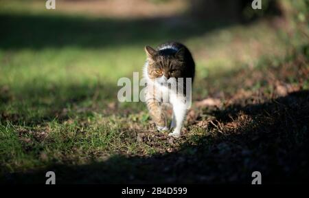 tabby white british shorthair cat on the prowl walking towards camera looking outdoors in the sunlight