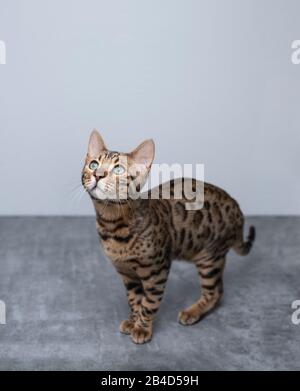 young bengal cat looking up curiously on concrete ground in front of white  wall Stock Photo