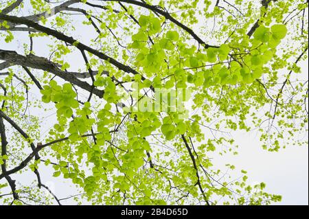 Lime tree leaves in spring Stock Photo