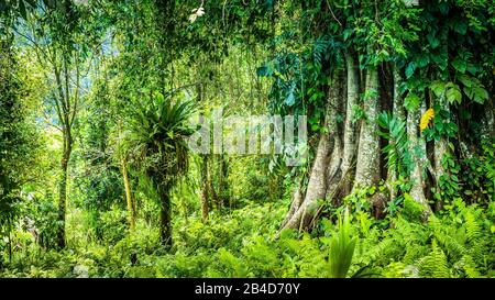 Huge ancient Banyan tree covered by vines in Bali Jungle. Stock Photo