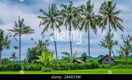 Some Coconut Palm Trees near Rice tarrace, Sidemen, Bali, Indonesia Stock Photo