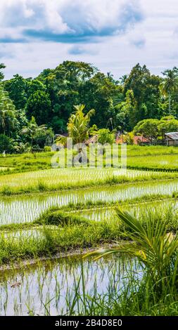 Rice filed terraces middle in jungle, Bali Indonesia. Stock Photo