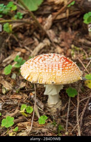 Toadstool (Amanita muscaria) poisonous mushroom species of the common amanita relatives. Stock Photo