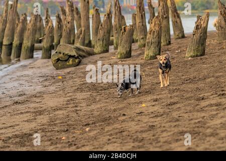 Two Canine friends play on the beach Stock Photo