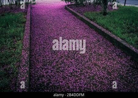 Spring alley covered in purple flower petals. Montreal (Quebec, Canada). Stock Photo