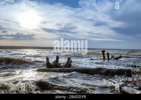 Driftwood in the Ammersee after a thunderstorm, Upper Bavaria, Bavaria, Germany, Europe Stock Photo