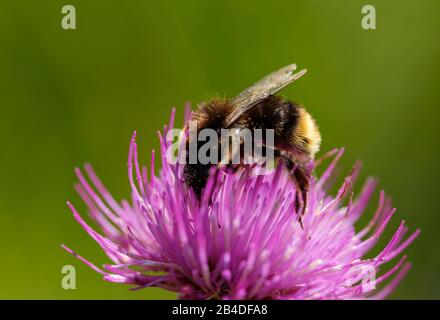 Dark bumblebee (Bombus terrestris) on blossom, Germany