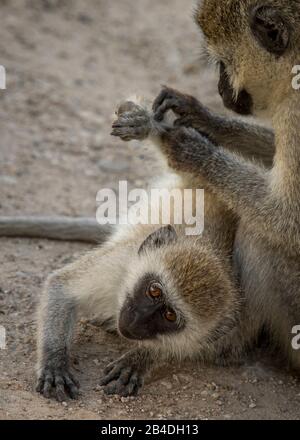 Tanzania, Northern Tanzania, Serengeti National Park, Ngorongoro Crater, Tarangire, Arusha and Lake Manyara, southern green monkeys are puffing, Chlorocebus pygerythrus Stock Photo