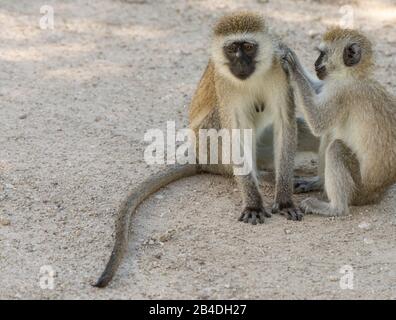 Tanzania, Northern Tanzania, Serengeti National Park, Ngorongoro Crater, Tarangire, Arusha and Lake Manyara, southern green monkeys are puffing, Chlorocebus pygerythrus Stock Photo