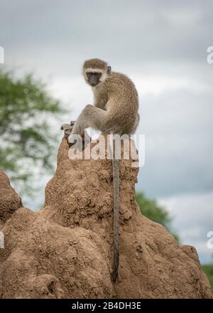Tanzania, Northern Tanzania, Serengeti National Park, Ngorongoro Crater, Tarangire, Arusha and Lake Manyara, southern green monkeys are puffing, Chlorocebus pygerythrus Stock Photo