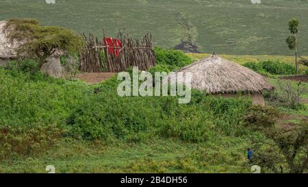 Tanzania, Northern Tanzania at the end of the rainy season in May, Serengeti National Park, Ngorongoro Crater, Tarangire, Arusha and Lake Manyara, Maasai Village in Ngorongoro Crater. Stock Photo