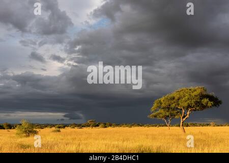Tanzania, Northern Tanzania, Serengeti National Park, Ngorongoro Crater, Tarangire, Arusha and Lake Manyara, thunderstorm mood
