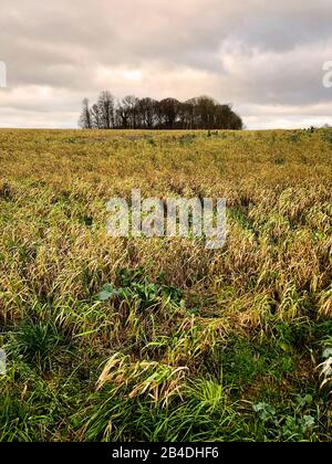 Als, Alsen, Insel, Landschaft, Dänemark Stock Photo