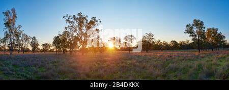 Eukalyptusbäume (Eucalyptus) auf einmem Feld bei Sonnenuntergang, Queensland, Australien, Ozeanien Stock Photo