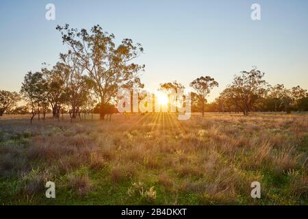 Eukalyptusbäume (Eucalyptus) auf einmem Feld bei Sonnenuntergang, Queensland, Australien, Ozeanien Stock Photo