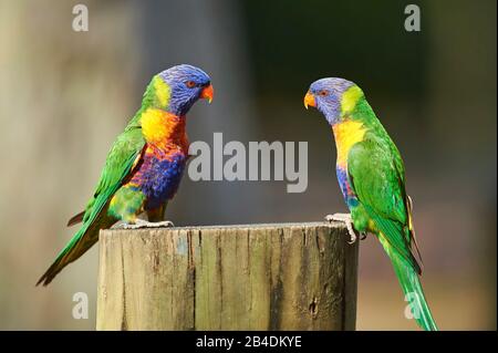 All-color lory or Wedge-tailed Lorikeet (Trichoglossus haematodus) in a forest at pebbly beach, murramarang national park, sit, victoria, australia Stock Photo
