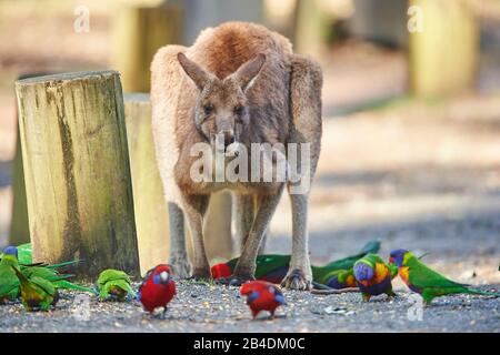Eastern gray giant kangaroo (Macropus giganteus), standing between different parrots, frontally Stock Photo