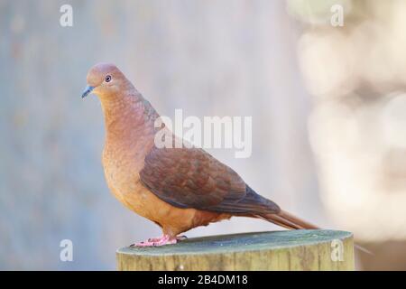 Dark cuckoo dove (Macropygia phasianella), tree trunk, lateral, sitting, Australia Stock Photo