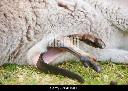 Eastern Gray Kangaroo (Macropus giganteus), detail from a young animal's feet in the bag, meadow, sideways, Australia, Oceania Stock Photo