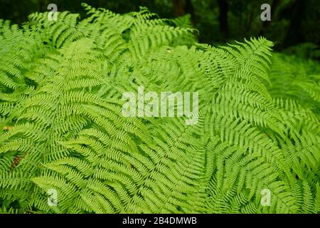 Real worm fern, Dryopteris filix-mas, leaf, Basque Country, Spain Stock Photo