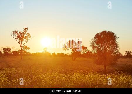 Eukalyptusbäume (Eucalyptus) auf einmem Feld bei Sonnenuntergang, Queensland, Australien, Ozeanien Stock Photo