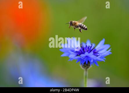 Honey bee (Apis) flies from cornflower (Centaurea cyanus) and gossip poppy (Papaver rhoeas) in Feld, Baden-Württemberg, Germany Stock Photo