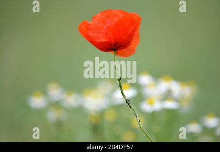 Adult black bean louse (Aphis fabae) on poppy (Papaver rhoeas) in front of daisies (Leucanthemum), Baden-Wurttemberg, Germany Stock Photo