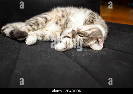 Cute cat sleeps in a funny pose on a black armchair. Stock Photo