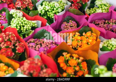 Multicolored Kalanchoe flowers in the market Stock Photo