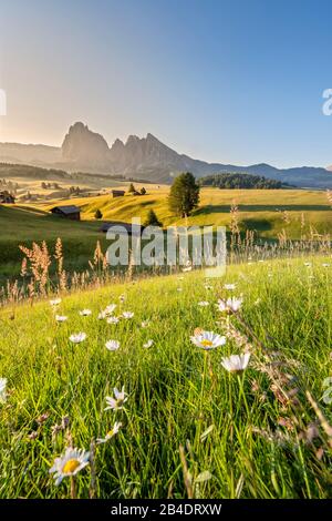 Alpe di Siusi, Castelrotto, South Tyrol, Province of Bolzano, Italy, Europe. Spring on the Alpe di Siusi with views of the Langkofel massif Stock Photo